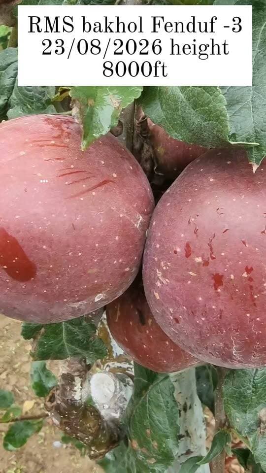 हिन्दुस्तान को मिल गया पहला Full Red फेनडूफ- 3 Fuji सेब 🍎🇮🇳
23 अगस्त 2026 को 8,000 फीट की ऊंचाई पर RMS Bakhol में पहली बार फुल कलर में Fuji fenduf 3 सेब देखने को मिला।
खास बात यह है कि अभी तक जितने भी Fuji सेब आए, उनमें नवंबर तक भी पूरा रंग नहीं आ पाता था। लेकिन Fenduf 3 Fuji ने इतनी ऊंचाई पर 23 अगस्त को ही फुल रेड कलर दिखाकर एक नई उम्मीद पैदा कर दी है।
इस सेब के आने से अब हिमाचल में Fuji सेब को समय पर और बेहतर रंग के साथ तैयार करने का रास्ता साफ होता दिखाई दे रहा है। 🍎🔥