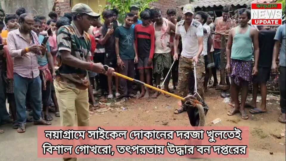 নয়াগ্রামে সাইকেল দোকানের দরজা খুলতেই বিশাল গোখরো, তৎপরতায় উদ্ধার বন দপ্তরের