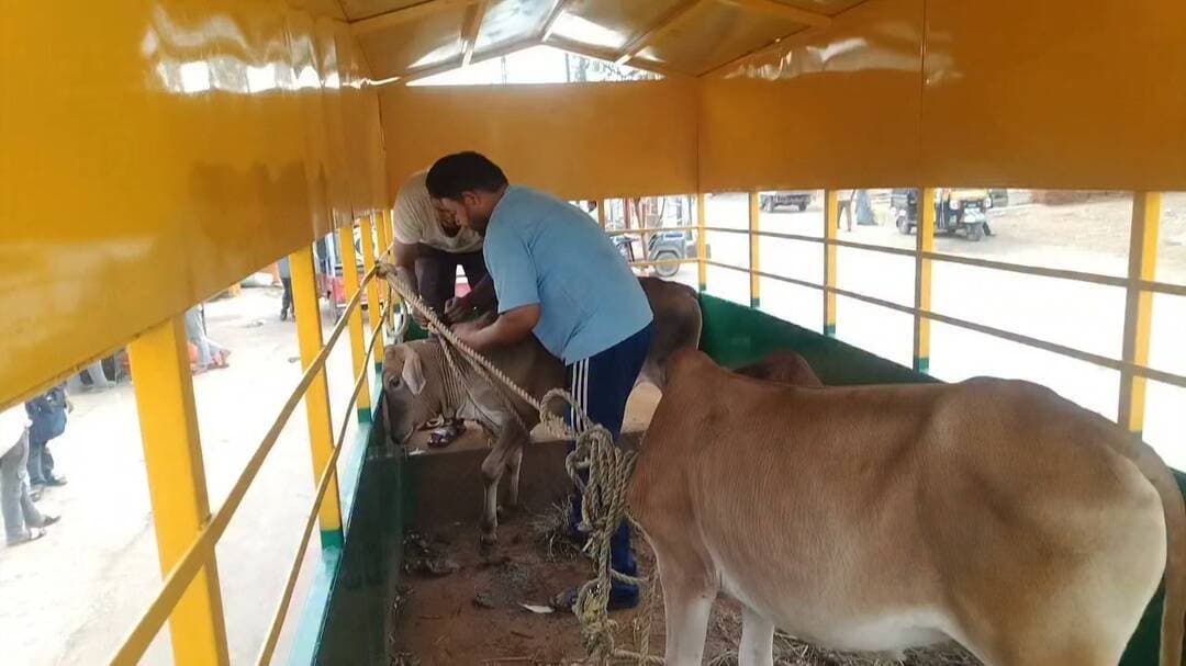 नगर परिषद कर्मचारियों ने पकड़े आवारा मवेशी, गौशाला भेजे
करैरा। नगर परिषद करैरा द्वारा नगर की मुख्य सड़कों पर घूम रहे आवारा मवेशियों को पकड़ने के लिए अभियान चलाया गया। नगर परिषद के कर्मचारियों ने कार्रवाई करते हुए सड़क पर घूम रही गायों एवं अन्य मवेशियों को सुरक्षित रूप से पकड़ा।
पकड़े गए मवेशियों को सुरक्षित स्थान/गौशाला में पहुंचाया गया, जिससे मुख्य मार्गों पर आवागमन में होने वाली परेशानी और दुर्घटनाओं के खतरे को कम किया जा सके।
नगर परिषद ने पशुपालकों से अपील की है कि वे अपने मवेशियों को खुले में न छोड़ें और उनकी उचित देखभाल करें। नगर परिषद द्वारा आवारा मवेशियों के खिलाफ अभियान आगे भी जारी रखने की बात कही गई है।