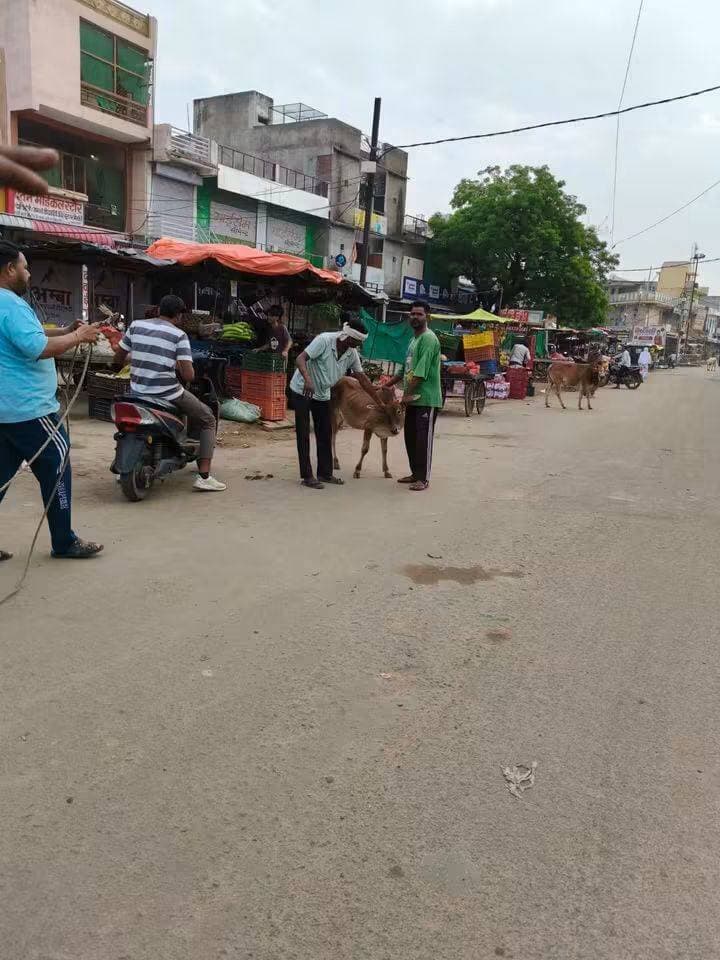 🐄 करैरा में निराश्रित गौवंश को गौशाला पहुंचाने के अभियान की शुरुआत
करैरा। नगर की मुख्य सड़कों पर घूम रहे निराश्रित गौवंश को सुरक्षित पकड़कर गौशाला में पहुंचाने के अभियान की शुरुआत आज नगर परिषद करैरा द्वारा की गई।
अभियान के तहत सड़क पर घूम रहे गौवंश को पकड़कर गौशाला में छोड़ा जा रहा है, जिससे सड़क दुर्घटनाओं की आशंका कम होने के साथ-साथ आमजन और वाहन चालकों को भी राहत मिलने की उम्मीद है।
नगर परिषद की इस पहल से मुख्य मार्गों पर यातायात व्यवस्था बेहतर होने तथा निराश्रित गौवंश को सुरक्षित आश्रय मिलने की उम्मीद है। स्थानीय लोगों ने अभियान को नियमित रूप से जारी रखने की मांग की है।