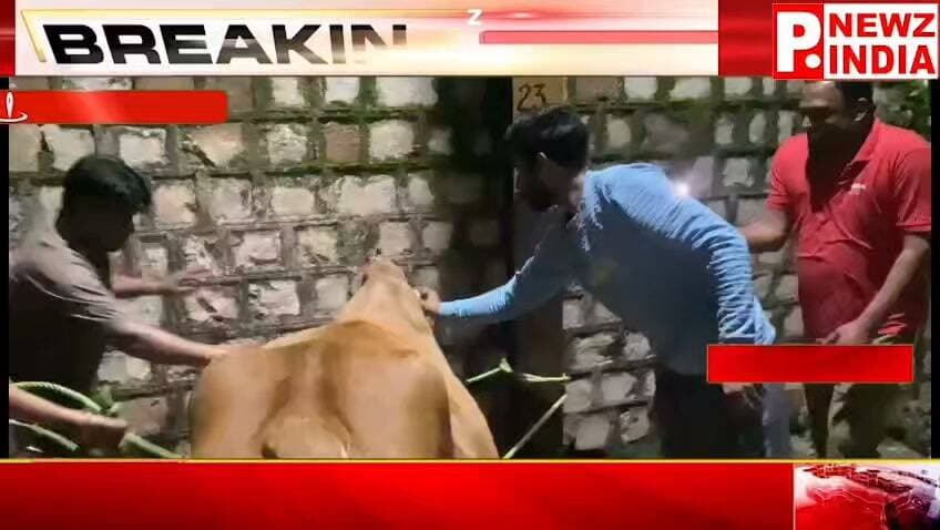 आधी रात मदद के लिए आगे आए गौसेवक, घायल गौ माता का किया उपचार
पत्रकार राम मनोहर मिश्रा मो.7470902171