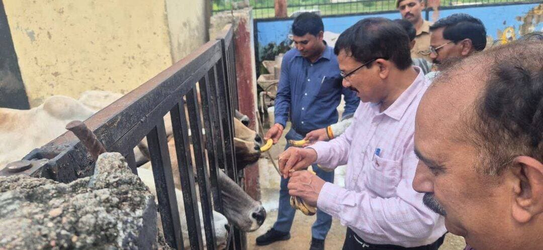 कान्हा गौशाला पहुंचे जिलाधिकारी, गोवंशों की व्यवस्थाओं का लिया जायजा!!
गोवंशों को गुड़-चना खिलाकर जताया स्नेह, बेहतर देखभाल और व्यवस्थाएं सुनिश्चित करने के दिए निर्देश!!