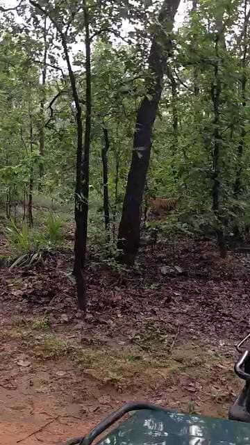 बांधवगढ़ के धमोखर बफर मे बाघ का दीदार