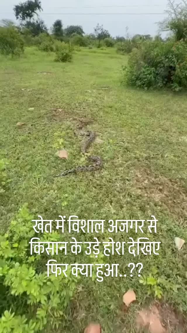 🐍 मनासा के मालहेड़ा में खेत की मेड़ पर करीब 20 किलो वजनी अजगर मिलने से हड़कंप! सर्पमित्र प्रकाश बंजारा ने करीब एक घंटे की मशक्कत के बाद अजगर को सुरक्षित रेस्क्यू कर जंगल में छोड़ा। 🌿
#नीमच #मनासा #अजगर #सर्पमित्र #वन्यजीव रेस्क्यू मालहेड़ा सर्परेस्क्यू