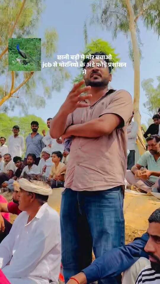 राजस्थान के छानी बड़ी गाँव राष्ट्रीय पक्षी मोरो के आशियानों पर चलाई JBC मशीन...
ग्रामीणों ने लगाया धरना...दोषियों के खिलाफ कारवाई की मांग
#भादरा
#ADV_Deepak_kuldiya