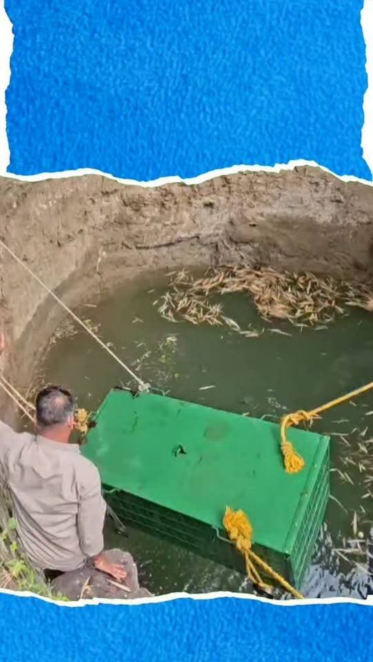 प्रतापगढ़ उपखंड क्षेत्र के बसेड़ी कुंडाल गांव में किसान केसर सिंह के कुएं में एक पैंथर गिर गया। खेत पहुंचे परिजनों को कुएं से आवाज सुनाई देने पर पैंथर का पता चला, जिसके बाद मौके पर ग्रामीणों की भारी भीड़ जमा हो गई। ग्रामीणों और समाजसेवी मुकेश कुमावत की सूचना पर क्षेत्रीय वन अधिकारी प्रताप सिंह चुंडावत, वनपाल प्रफुल्ल शर्मा व वनकर्मियों की टीम पुलिस के साथ मौके पर पहुंची। अधिकारियों के निर्देशानुसार टीम और सर्प मित्र लालूराम ने रेस्क्यू ऑपरेशन शुरू किया। करीब एक घंटे की कड़ी मशक्कत के बाद पैंथर को सकुशल पिंजरे में बाहर निकाल लिया गया। क्षेत्रीय वन अधिकारी ने बताया कि पैंथर का मेडिकल परीक्षण करवाने के बाद उसे नियमानुसार जंगल में छोड़ दिया जाएगा। सफलता से हुए रेस्क्यू के बाद ग्रामीणों और वन विभाग ने राहत की सांस ली।
#Pratapgarh #LeopardRescue #RajasthanForestDepartment #WildlifeRescue