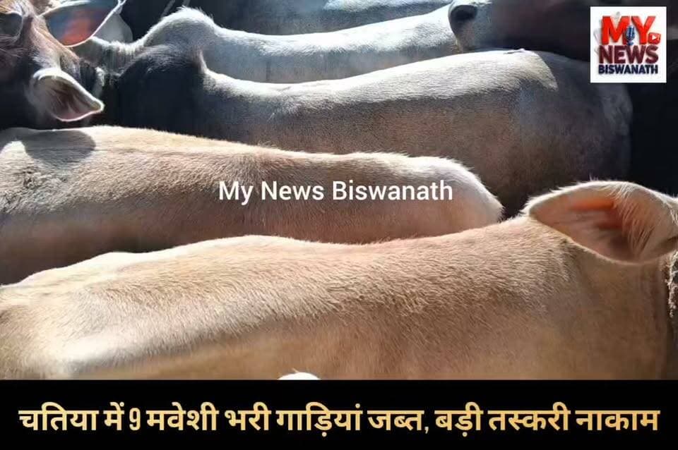 #विश्वनाथ जिला पुलिस का बडी सफलता, चतिया में 9 मवेशी भरी गाड़ियां जब्त, बड़ी तस्करी नाकाम
👉 विश्वनाथ जिले के वरिष्ठ पुलिस अधीक्षक आशिफ अहमद से मिली गुप्त सूचना के आधार पर चतिया थाना प्रभारी प्रांजल नाथ के नेतृत्व में पुलिस टीम ने कार्रवाई करते हुए अवैध रूप से ले जाए जा रहे 9 मवेशी भरे वाहनों सहीत सैकड़ों गाय जब्त किया है।
👉चतिया पुलिस ने मौके से सभी 9 वाहनों के चालक और हैंडीमैन को हिरासत में ले लिया है और उनसे पूछताछ शुरू कर दी है।
#highlight #flowers #CM