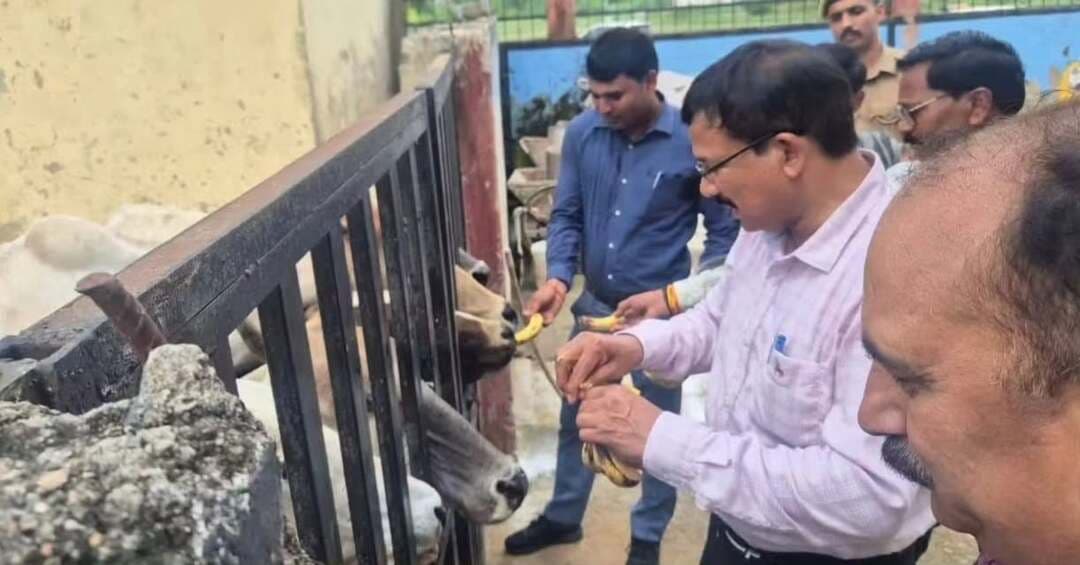 कान्हा गौशाला पहुंचे जिलाधिकारी, व्यवस्थाओं का लिया जायजा
गोवंशों को गुड़-चना खिलाकर जताया स्नेह, बेहतर देखभाल के दिए निर्देश
सरसौखी कान्हा गौशाला पहुंचे जिलाधिकारी राजेश कुमार पाण्डेय ने संरक्षित गोवंशों की व्यवस्थाओं का जायजा लिया। उन्होंने चारा, पेयजल, साफ-सफाई और स्वास्थ्य सुविधाओं का निरीक्षण कर संबंधित अधिकारियों को आवश्यक दिशा-निर्देश दिए।
जिलाधिकारी ने गोवंशों को अपने हाथों से केला, गुड़-चना आदि खिलाया और कहा कि गोवंशों का संरक्षण व बेहतर देखभाल शासन की प्राथमिकताओं में शामिल है। उन्होंने बीमार व कमजोर गोवंशों के उपचार, पर्याप्त चारे, स्वच्छ पेयजल और नियमित स्वास्थ्य निगरानी सुनिश्चित करने के निर्देश दिए।
जिलाधिकारी ने कहा कि गौशाला में गोवंशों की सेवा, सुरक्षा और देखभाल में किसी प्रकार की लापरवाही न हो। इस दौरान मुख्य विकास अधिकारी सहित अन्य संबंधित अधिकारी व गौशाला कर्मचारी मौजूद रहे।