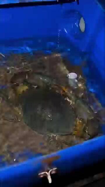 🦀 କଙ୍କଡ଼ା ଚାଷରେ ଏତେ ଟଙ୍କା! 😱 | Mud Crab Farming Business | Crab Farming Odisha #crab