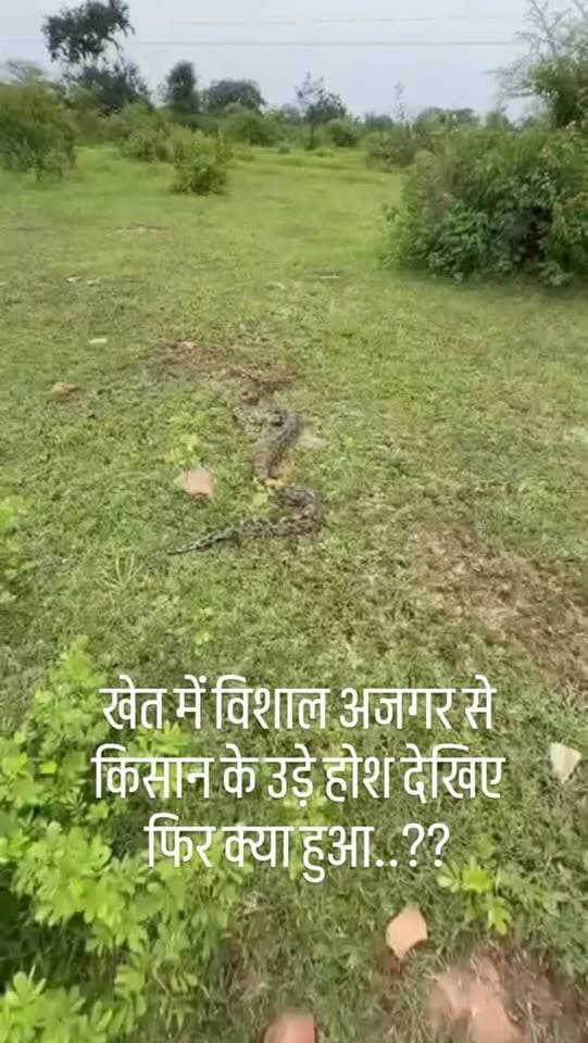 🐍 मनासा के मालहेड़ा में खेत की मेड़ पर करीब 20 किलो वजनी अजगर मिलने से हड़कंप! सर्पमित्र प्रकाश बंजारा ने करीब एक घंटे की मशक्कत के बाद अजगर को सुरक्षित रेस्क्यू कर जंगल में छोड़ा। 🌿
#नीमच #मनासा #अजगर #सर्पमित्र #वन्यजीव रेस्क्यू मालहेड़ा सर्परेस्क्यू