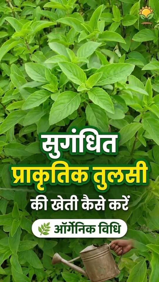 यह सुगंधित तुलसी है, प्राकृतिक विधि से लगाया गया पौधा। 🌿