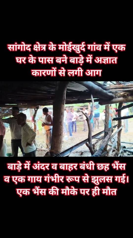 सांगोद क्षेत्र के मोईखुर्द गांव में एक घर के पास बने बाड़े में अज्ञात कारणों से लगी आग
आग से टापरी में रखा पशुचारा, 25 कट्टे अनाज व सिंचाई के पाइप व तीस चद्दर जलकर राख
टापरी में अंदर व बाहर बंधी छह भैंस व एक गाय गंभीर रूप से झुलस गई। एक भैंस की मौके पर ही मौत हो गई। पीड़ित रामकिशन सुमन, भवानीशंकर व गोपाल ने बताया कि आग शनिवा रात लगी। रविवार सुबह सोकर उठे तो धुआं व आग की लपटे सुलग रही थी। बड़ी मुश्किल से टापरी में बांधे पशुओं को बाहर निकाला। मौके पर लोगों की भीड़ लग गई। बाद में पीड़ितों ने थाने पहुंचकर अज्ञात लोगों पर आग लगाने की शिकायत देकर कार्रवाई की मांग रखी।