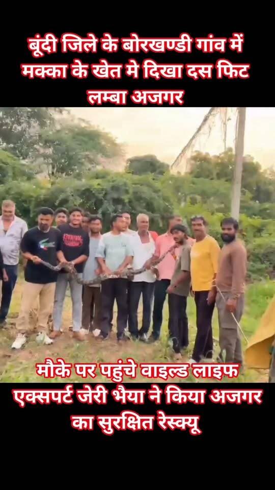 बूंदी जिले के बोरखण्डी गांव में मक्का के खेत मे दिखा दस फिट लम्बा अजगर, सूचना पर मौके पर पहुंचे वाइल्ड लाइफ एक्सपर्ट जेरी भैया ने किया अजगर का सुरक्षित रेस्क्यू