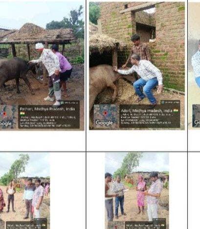 <nis:link nis:type=tag nis:id=बालाघाट nis:value=बालाघाट nis:enabled=true nis:link/>
आज 23-08-2026 को प्रभावित क्षेत्र में विकासखण्ड बैहर के 01 ग्राम में 14 पशुओं की जांच की गई एवं 04 पशुओं का टीकाकरण किया गया। इसी प्रकार विकासखण्ड बिरसा के 03 ग्रामों में 63 पशुओं का परीक्षण किया गया तथा 12 पशुओं का HSBQ टीकाकरण किया गया। साथ ही सभी संबंधित पशुपालकों को साफ-सफाई रखने की भी समझाइश दी गई।
<nis:link nis:type=tag nis:id=cmmadhyapradesh nis:value=CMMadhyaPradesh nis:enabled=true nis:link/>
<nis:link nis:type=tag nis:id=jansamparkmp nis:value=JansamparkMP nis:enabled=true nis:link/>
<nis:link nis:type=tag nis:id=minprdd nis:value=minprdd nis:enabled=true nis:link/> <nis:link nis:type=tag nis:id=mp_husbandry nis:value=mp_husbandry nis:enabled=true nis:link/>
