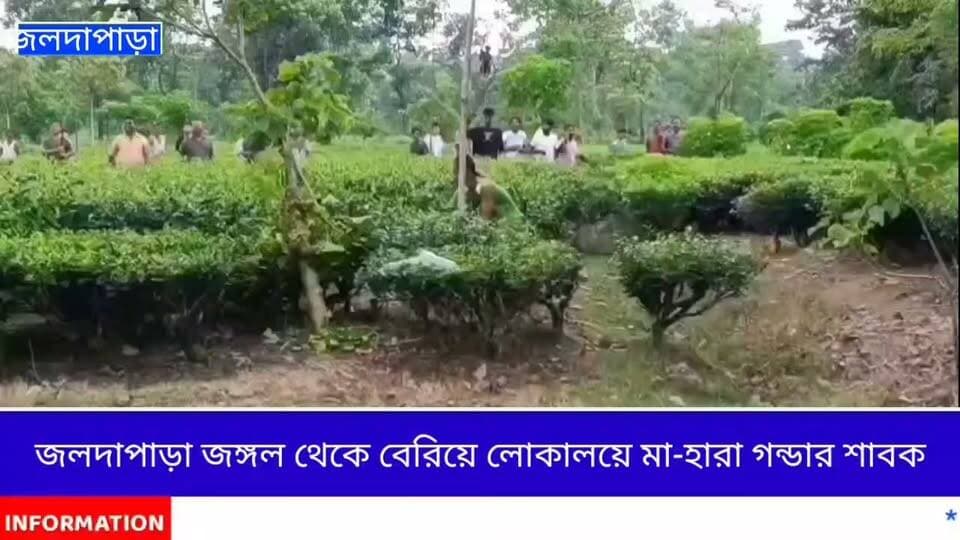 জলদাপাড়া জঙ্গল থেকে বেরিয়ে লোকালয়ে মা-হারা গন্ডার শাবক