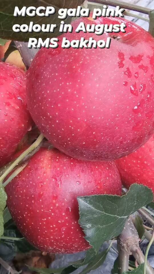 MGCP Gala — High Altitude Orchard के लिए एक बेहतरीन विकल्प
Height orchard में MGCP Gala इसलिए खास है क्योंकि इसमें August में भी आकर्षक Pink Colour देखने को मिलता है। यही Pink colour इसे बाजार में अलग पहचान देता है और August में coloured Gala की demand को देखते हुए इसका market potential भी अच्छा हो सकता है।
MGCP Gala की पहचान ही इसके colouration के timing और skin पर आने वाले over-colour pattern से जुड़ी है।
High altitude orchard + August Pink Colour = MGCP Gala को जरूर consider करें। 🍎🌸
RMS Bakhol | Kotkhai