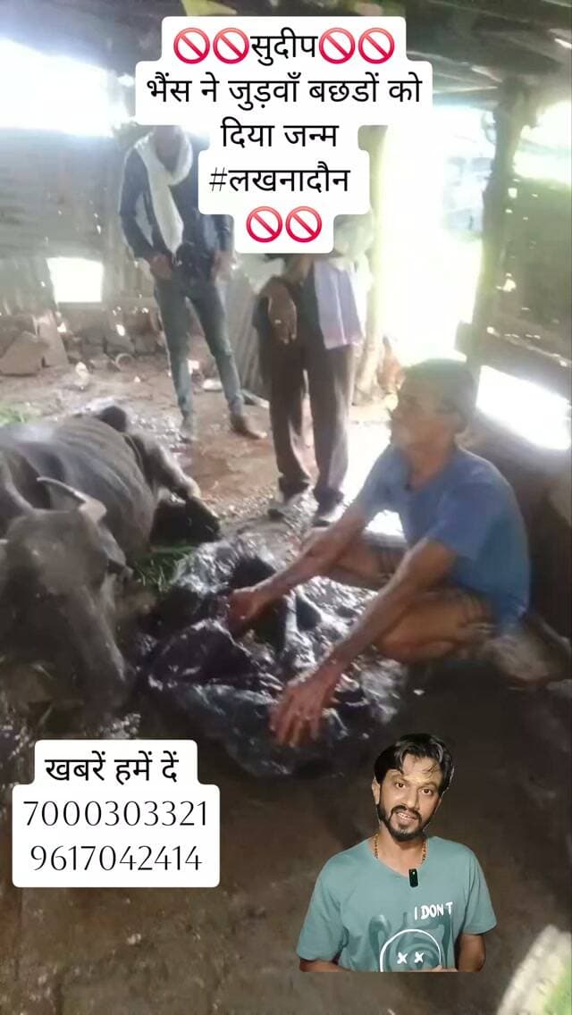 🚫🚫सुदीप🚫🚫
भैंस ने जुड़वाँ बछडों को दिया जन्म
#लखनादौन
🚫🚫