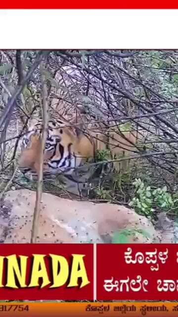 "ಆನೆಗುಂದಿ", "ಹುಲಿ", " ಪ್ರತ್ಯಕ್ಷ🐆👈 #Anegundi #TigerNews