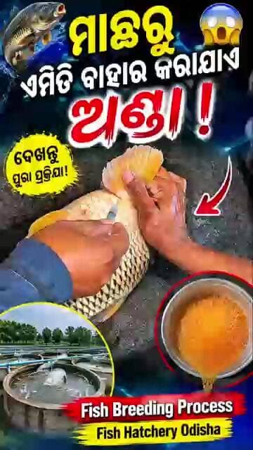 🐟😱 ମାଛରୁ ଏମିତି ବାହାର କରାଯାଏ ଅଣ୍ଡା! | Fish Breeding Process | Fish Hatchery Odisha #chashi360 #fish
