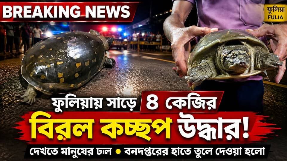 ফুলিয়ায় সাড়ে চার কেজির বিশাল বিরল প্রজাতির কচ্ছপ উদ্ধার!
#আমারশহরেরদৈনিকসংবাদ #নদীয়া #ফুলিয়া #নবলা #কচ্ছপউদ্ধার #বনদপ্তর #শান্তিপুর #FuliaNews #WildlifeRescue #TurtleRescue #NadiaNews #Fulia #Santipur