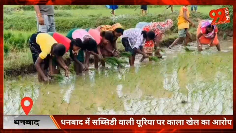 #धनबाद में #सब्सिडी वाली #यूरिया पर #काला खेल का #आरोप , #धनबाद में #किसानों से #दोगुनी-तिगुनी #कीमत #वसूलने का #आरोप