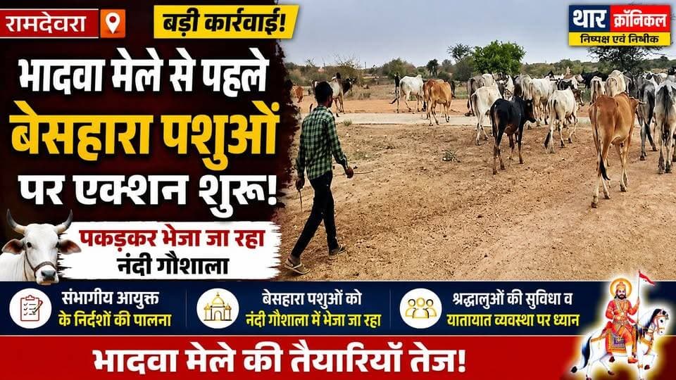 रामदेवरा भादवा मेले से पहले बड़ी कार्रवाई! बेसहारा पशुओं को पकड़कर भेजा नंदी गौशाला | Ramdevra News