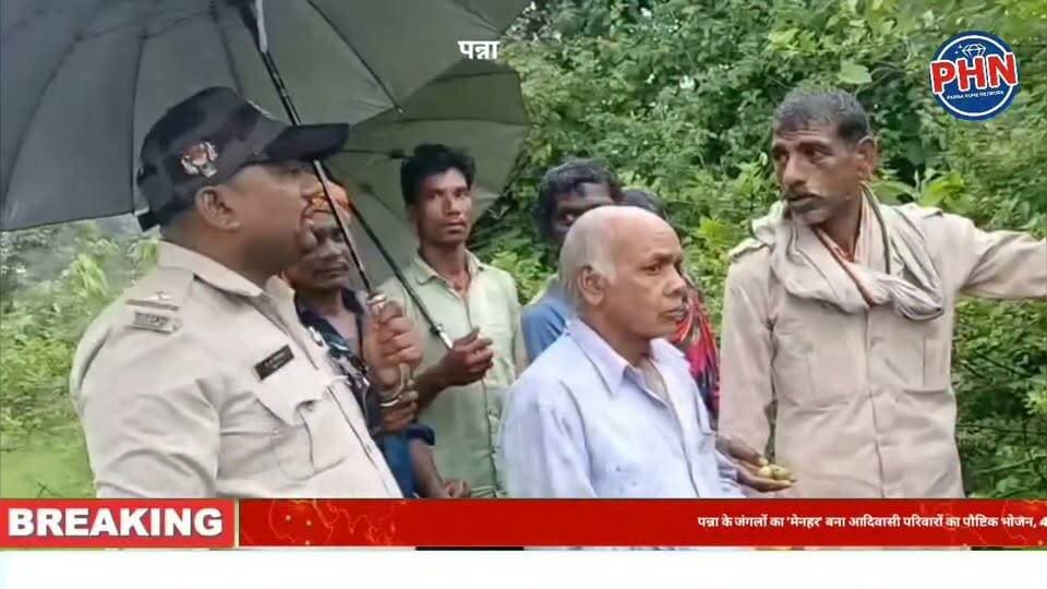 पन्ना के जंगलों का 'मेनहर' बना आदिवासी परिवारों का पौष्टिक भोजन, 400 रुपए किलो तक मिल रही कीमत