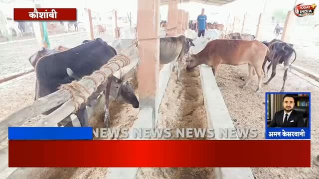 *बरियावा गौशाला में बदइंतजामी का भयावह मंजर, जमीन पर पड़े मिले गोवंश के शव; भूसे के लिए तरसते दिखे गोवंश*_
कौशाम्बी। नेवादा विकासखंड की ग्राम सभा बरियावा स्थित गौशाला में रविवार को बदइंतजामी का ऐसा नजारा सामने आया, जिसने गोवंश की देखरेख पर गंभीर सवाल खड़े कर दिए। ब्लॉक प्रमुख प्रतिनिधि नेवादा संदीप मिश्रा गौसेवा के लिए गौशाला पहुंचे तो वहां की हालत देखकर हैरान रह गए। परिसर में जगह-जगह मृत गोवंश के शव पड़े मिले, जबकि कुछ गोवंश घायल अवस्था में तड़पते नजर आए। निरीक्षण के दौरान जमीन पर तीन गोवंश के शव पड़े मिले। एक मृत गोवंश के शव को कुत्तों द्वारा नोचकर क्षत-विक्षत किए जाने की बात सामने आई। वहीं चरही में बेहद कम मात्रा में सूखा भूसा पड़ा था। पर्याप्त चारा नहीं होने के कारण गोवंश भूसे के पास मुंह लगाते नजर आए, लेकिन खाने के लिए पर्याप्त चारा नहीं था! वही गौशाला में बने टीन शेड और उनके खंभों की हालत भी बेहद खराब मिली। कई खंभे टूटे और टीन शेड बि