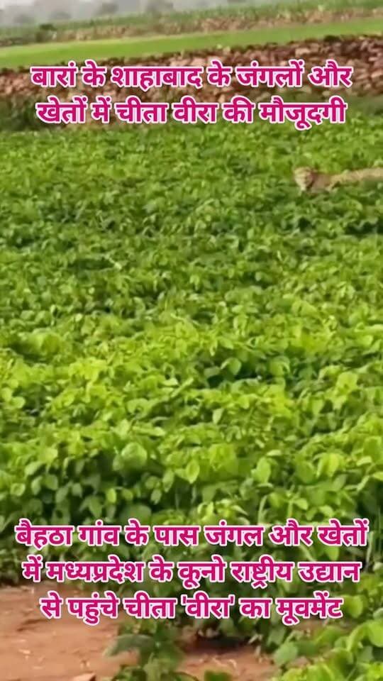 बारां के शाहाबाद के जंगलों और खेतों में चीता वीरा की मौजूदगी,
बैहठा गांव के पास जंगल और खेतों में मध्यप्रदेश के कूनो राष्ट्रीय उद्यान से पहुंचे चीता 'वीरा' का मूवमेंट
शनिवार को शाहाबाद रेंज की सीमा में प्रवेश करने के बाद रविवार को भी चीते की मौजूदगी राजपुर वन नाका क्षेत्र के तहत कोटरा गढ़ माताजी से सटे जंगल और आसपास के खेतों में दर्ज की गई।
#forestvibhag #forest #kunnonationalpark #chita #chitaveera #baran #Shahabad #forestministerrajasthan