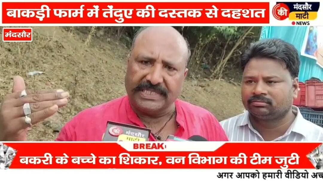 #मंदसौर में तेंदुए ने किया बकरी के बच्चे का शिकार क्षेत्र के लोगों में डर का माहौल