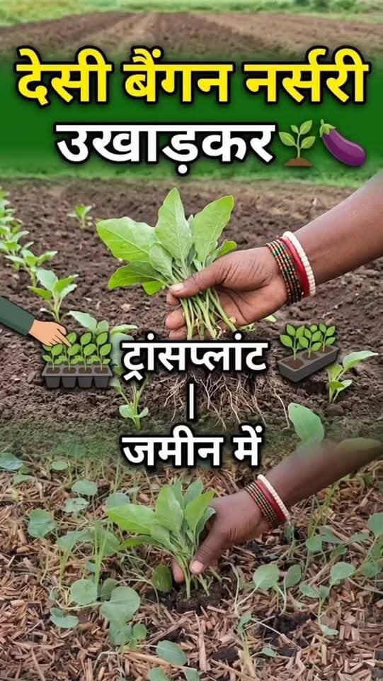 देसी बैंगन की नर्सरी उखाड़ने का काम किया जा रहा है। अब इन पौधों को जमीन में लगाया जाएगा। 🌱🍆 #देसीबैंगन #नर्सरीतैयार तैयार #farminglifetrending_reels_💸kisan_desi🧒_👳❤️ #farminglife🌾👨🌾 #shortreelvideo🙏❤️ Yogendra Prajapati