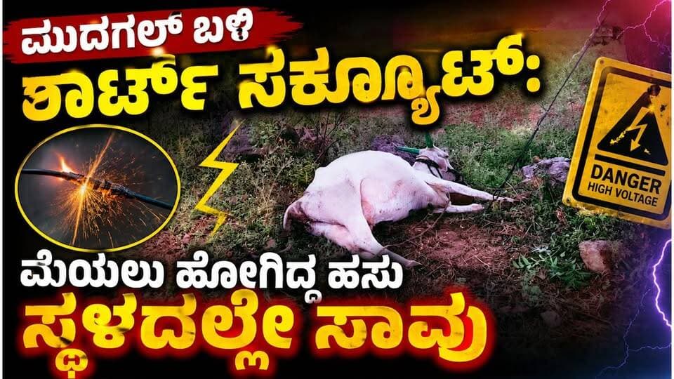 #ಲಿಂಗಸೂಗೂರು ಮುದಗಲ್ ಬಳಿ ಶಾರ್ಟ್ ಸರ್ಕ್ಯೂಟ್
ಮೇಯಲು ಹೋಗಿದ್ದ ಹಸು ಸ್ಥಳದಲ್ಲೇ ಸಾವು
#lingasguru #SriTV #facebookpost #viralpost #memes #rayachuru #BESCOM #likecommentsharefollowsupport