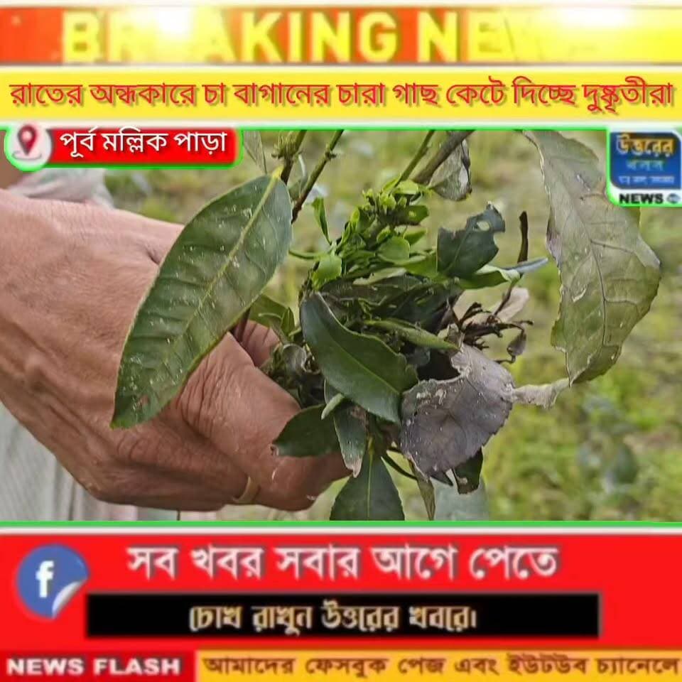 পূর্ব মল্লিক পাড়ায় রাতের অন্ধকারে চা বাগানের চারা গাছ কেটে দিচ্ছে দু*ষ্কৃ*তী*রা অভিযোগ।#Dhupguri
