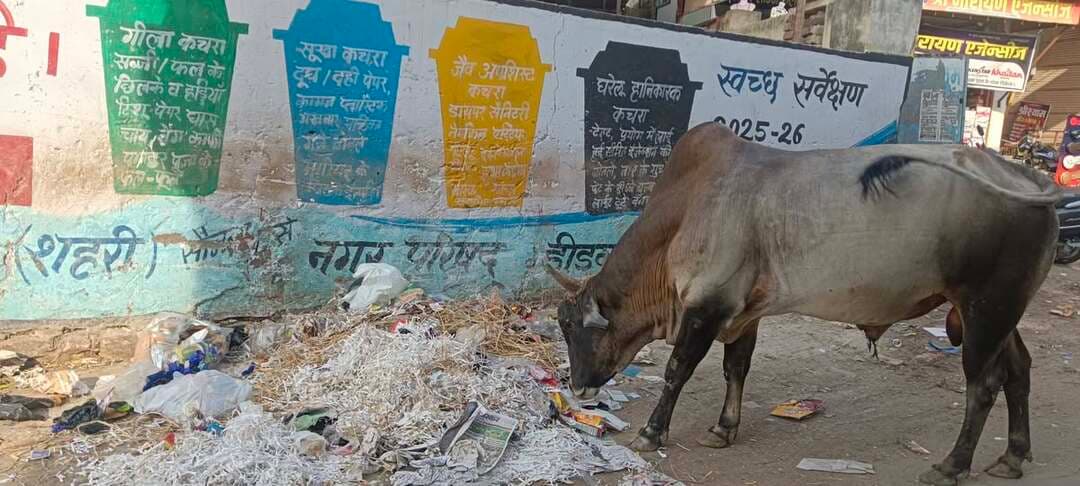 10 समस्याओं से घिरा डीडवाना: आगामी निकाय चुनावों में गूंजेगा जनता का आक्रोश, दिग्गजों की साख दांव पर
डीडवाना। नगर परिषद क्षेत्र डीडवाना में निकाय चुनावों की बुगाहट के बीच शहर की पुरानी व अनसुलझी समस्याओं को लेकर माहौल गरमाने लगा है। वर्षों से लंबित पड़ी मूलभूत सुविधाओं की बदहाली और प्रशासनिक उदासीनता के कारण आमजन में भारी आक्रोश व्याप्त है। शहर के 10 मुख्य मुद्दे ऐसे हैं, जो इस बार चुनाव में राजनीतिक दलों और दिग्गज नेताओं के लिए सबसे बड़ी परीक्षा साबित होंगे।
*चुनावी माहौल को गरमा रहे 10 प्रमुख मुद्दे*
सड़कों पर बेसहारा गोवंश: शहर की संकरी गलियों, मुख्य चौराहों, हाईवे और पुलिया पर गोवंश का जमावड़ा लगा रहता है। इसके कारण हर दिन राहगीर व वाहन चालक दुर्घटनाग्रस्त हो रहे हैं।
बदहाल सार्वजनिक शौचालय: सफाई के नाम पर बजट उठने के बावजूद शौचालयों में भीषण गंदगी रहती है, जिससे बाहर से आने वाले लोगों और राहगीरों को सार्वजनिक दीवारों पर शौच के लिए मजबूर होना पड़ता है।
कचरे के ढेर और अवैध डंपिंग यार्ड: मोहल्लों और नालियों में कचरा भरा पड़ा है। जगह-जगह बने अवैध डंपिंग यार्डों से उठती बदबू से स्थानीय निवासियों का जीना दुश्वार हो गया है।
सीवरेज की बदहाली: लगभग हर वार्ड में सीवरेज चेंबर ब्लॉक पड़े हैं और गंदा पानी सड़कों पर बह रहा है, जिससे संक्रामक बीमारियों का खतरा बना हुआ है।
बंद पड़ी रोड लाइटें: शहर के कई मुख्य मार्ग और गलियां अंधेरे में डूबी रहती हैं। शिकायत करने के बाद भी महीनों तक लाइटें ठीक नहीं की जातीं।
कागजी कचरा टेंपो व्यवस्था: घर-घर कचरा संग्रहण के नाम पर स्वीकृत दर्जनों गाड़ियों की जगह धरातल पर सिर्फ 7-8 ओवरलोडेड टेंपो ही दिखते हैं, जिससे समय पर उठान नहीं हो पा रहा।
पार्किंग व्यवस्था का अभाव: मुख्य बाजारों और व्यावसायिक परिसरों में बिना पार्किंग व्यवस्था के शॉपिंग कॉम्प्लेक्स खड़े कर दिए गए हैं, जिससे आए दिन जाम की स्थिति बनी रहती है।
धरोहरों के संरक्षण की उपेक्षा: डीडवाना की प्राचीन और ऐतिहासिक धरोहरें देखरेख के अभाव में अपना अस्तित्व खो रही हैं।सरकारी जमीनों पर अतिक्रमण व फर्जी पट्टे: कब्रिस्तान, श्मशान घाट और सरकारी भूमि पर भू-माफियाओं के कब्जे और फर्जी पट्टों के मामलों को लेकर जनता में गहरा आक्रोश है।
*दिग्गजों की कार्यशैली पर सवाल*
सत्ता और प्रशासन में लंबे समय तक रहने के बाद भी इन 10 समस्याओं का समाधान न हो पाना दिग्गजों के दावों पर सवाल खड़े कर रहा है।