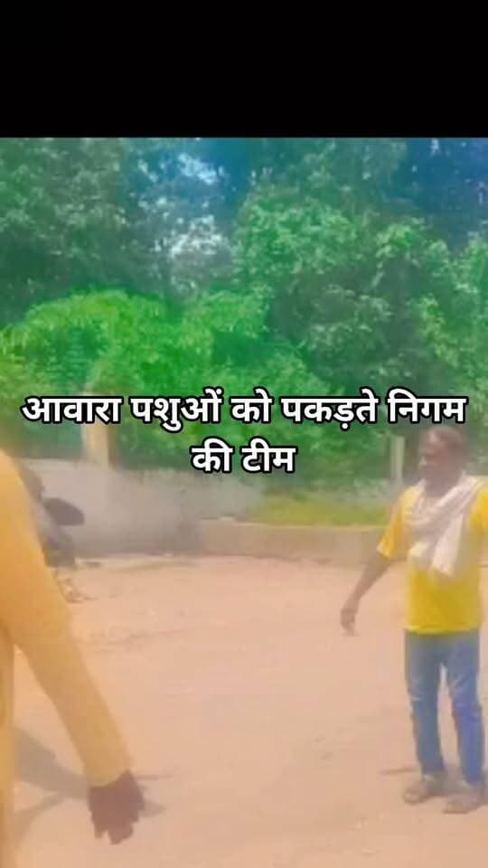 आवारा पशुओं को पकड़ते निगम की टीम