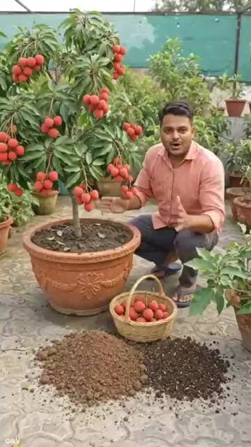 1साल के लीची के पौधे में इतनी लीची कैसे आई? 😱 देशी सीक्रेट तरीका जानिए #shorts