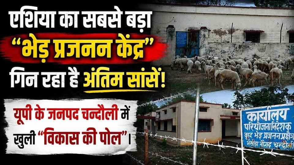 यूपी के चंदौली में खुली "विकास की पोल"! अंतिम सांसें गिन रहा है एशिया का सबसे बड़ा भेड़ प्रजनन केंद्र।
#Chandaulinews #UPNews #sheepbreedingcenter #VikasKiPol #UttarPradesh #GroundReport #Chandaulisamachar #khabarokekhiladi