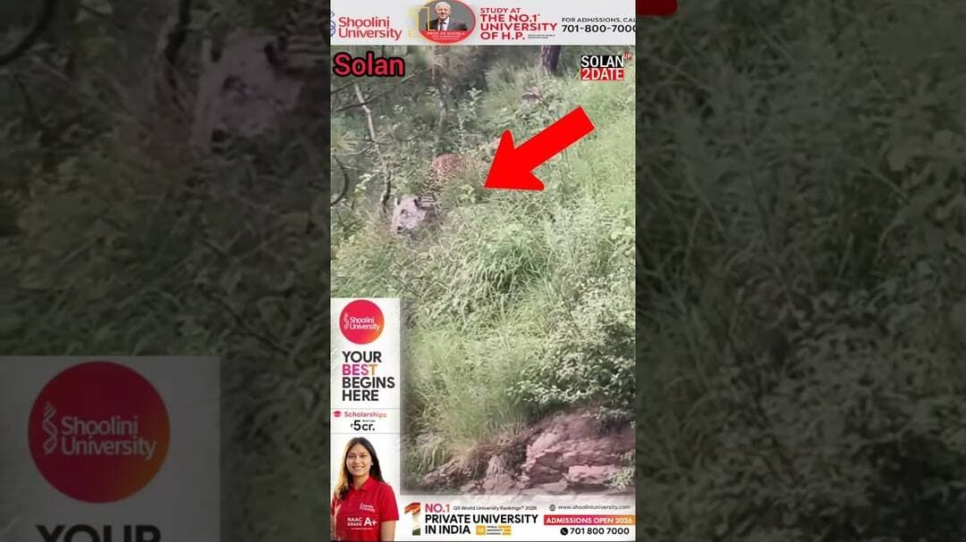 सोलन कुमारिटी बाईपास पर एनएच 5 पर MMU गेट के समीप सड़क पार करते हुए दिखाई दिया तेंदुआ #सोलन #solan #
