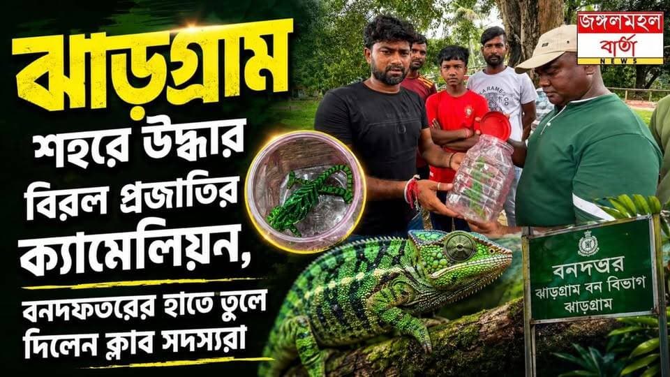 ঝাড়গ্রাম শহরে উদ্ধার বিরল প্রজাতির ক্যামেলিয়ন, বনদফতরের হাতে তুলে দিলেন ক্লাব সদস্যরা।