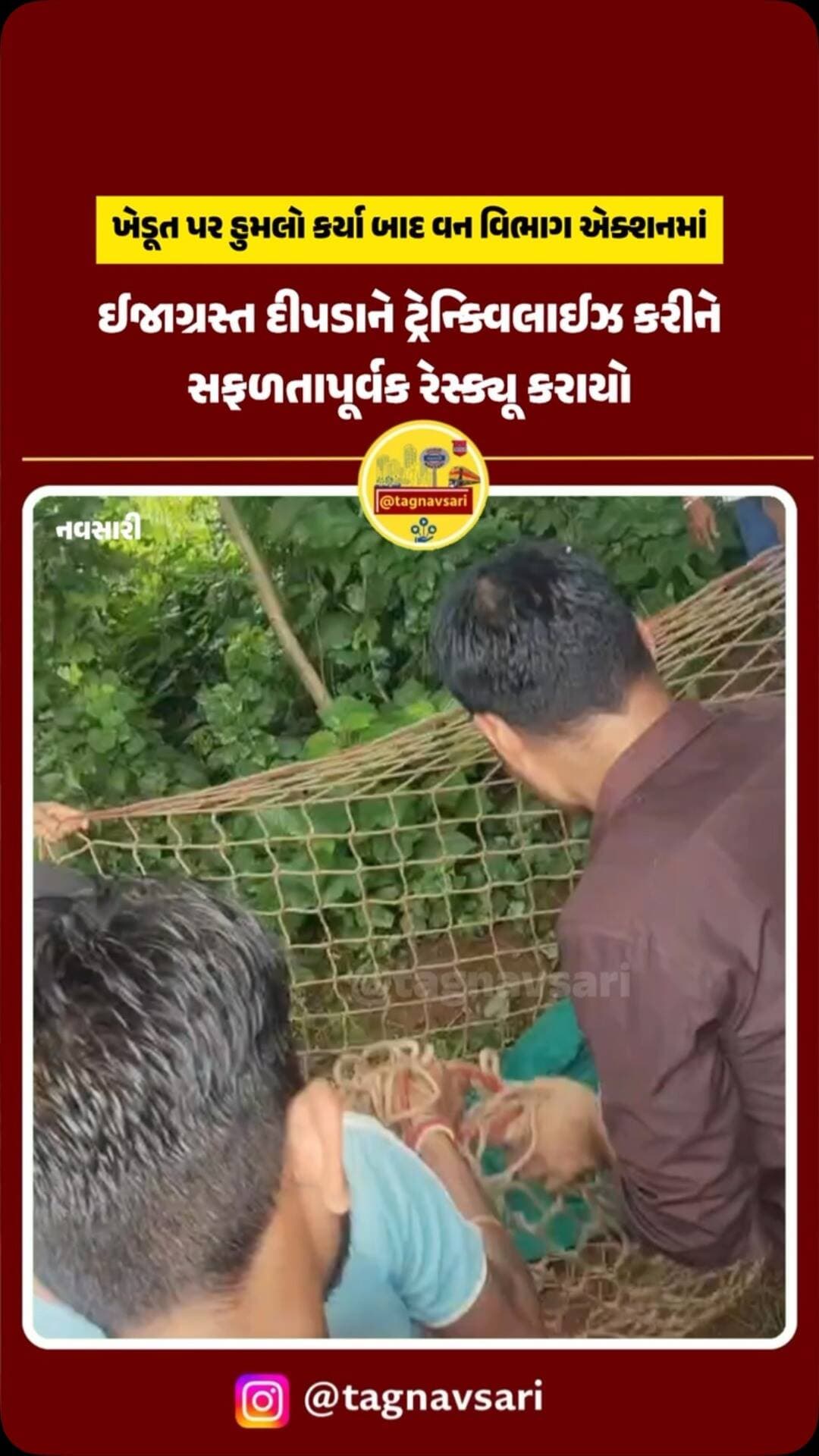 વાંસદાના ઉપસળ ગામમાં દીપડાનો આતં,: ખેડૂત પર હુમલો કર્યા બાદ વન વિભાગે કર્યું રેસ્ક્યૂ
સરપંચ દ્વારા માહિતી મળતા જ વન વિભાગની ટીમ ઘટનાસ્થળે પહોંચી
હુમલામાં ઇજાગ્રસ્થ થનાર ખેડૂત ગમનભાઈ કેશવભાઈ પટેલ (પ્રાથમિક સારવાર અર્થે વાંસદા હોસ્પિટલ ખસેડાયા)
વન વિભાગ, વાંસદા પોલીસ ટીમ અને વેટરનરી ડૉક્ટર દ્વારા સંયુક્ત સર્ચ ઓપરેશન હાથ ધરાયું
ઈજાગ્રસ્ત દીપડાને ટ્રેન્ક્વિલાઈઝ (બેભાન) કરીને સફળતાપૂર્વક રેસ્ક્યૂ કરાયો
દીપડાની પ્રાથમિક સારવાર કરી વધુ સારવાર માટે સુરત અથવા અન્ય સ્થળે ખસેડવાની કામગીરી ચાલુ
Byte અનિલ ટંડેલ આર એફ ઓફ. વાંસદા પૂર્વ વિભાગ
