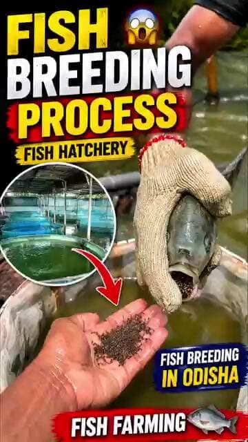 🐟 Fish Breeding Process 😱 | Fish Hatchery | Fish Breeding in Odisha | Fish Farming