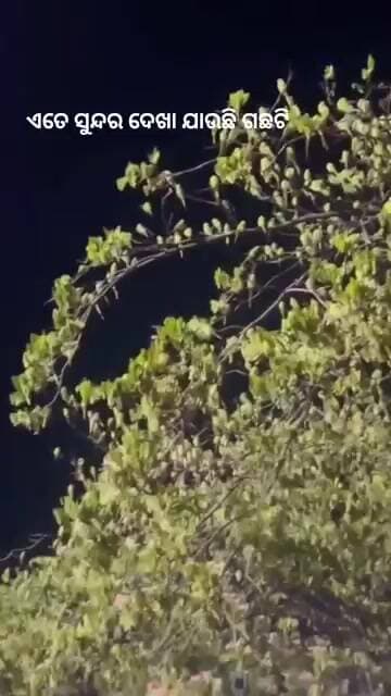 parrots#tree#nandankanan#beautiful #sangharsatv