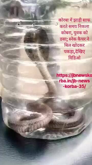 कोरबा में झाड़ी साफ करते समय निकला कोबरा, युवक को डसा; स्नेक कैचर ने बिल खोदकर पकड़ा