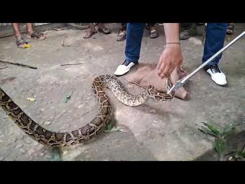 অজগৰ সাপ, Python