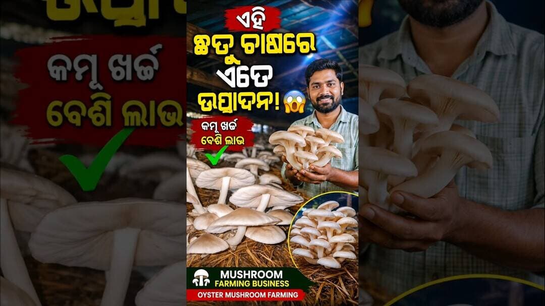 🍄 ଏହି ଛତୁ ଚାଷରେ ଏତେ ଉତ୍ପାଦନ! 😱 | Mushroom Farming Business | Oyster Mushroom Farming Odisha