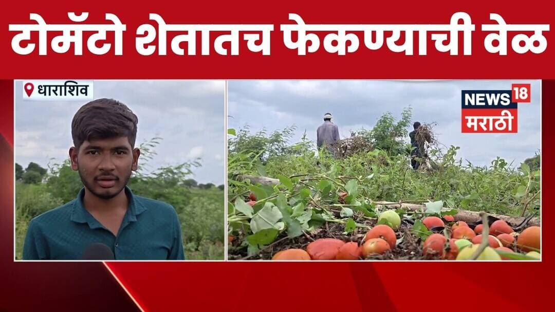 Dharashiv Tomato News | टोमॅटोला कवडीमोल भाव,उत्पादन खर्चही निघेना, शेतकऱ्यांनी उभं पीक काढून टाकलं