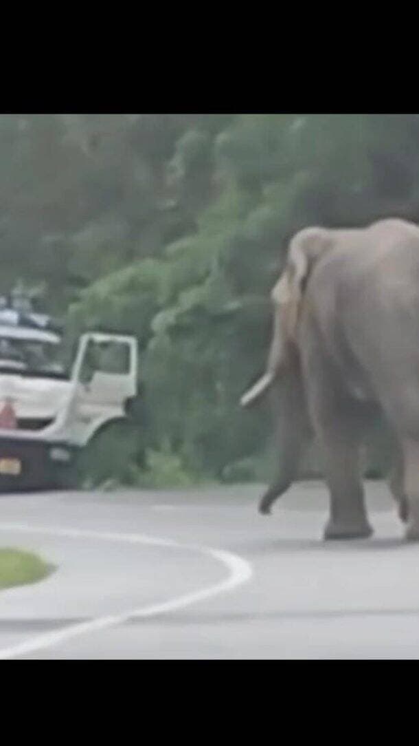 कोरबा: कटघोरा में दंतेल हाथी का हाईवे पर डेरा, हाथी ने रोका टैंकर... चालक-परिचालक ने भागकर बचाई जान, नेशनल हाईवे पर आधे घंटे तक थमा ट्रैफिक