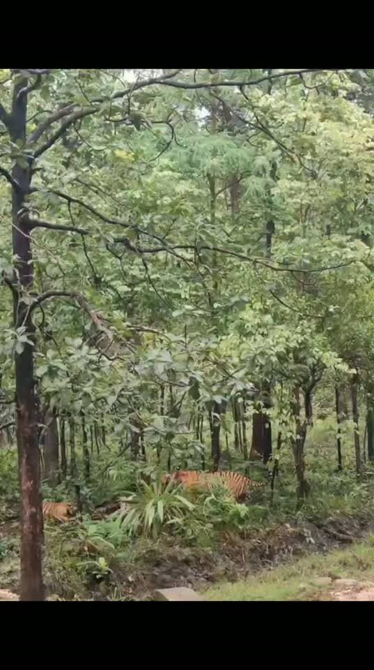 02 शावकों के साथ बाघिन ने किया चीतल का शिकार...