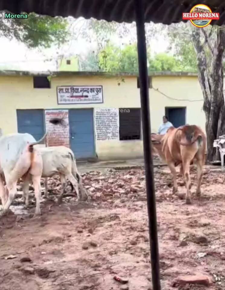 अरे गौशाला नहीं, सरकारी स्कूल है भैया...👇
शासकीय प्राथमिक विद्यालय नंद का पुरा में यह नजारा रोज का है, क्योंकि यहां बाउंड्रीवाल नहीं है। स्कूल में कक्षा5 वीं तक के छोटे बच्चे पढ़ते हैं, उन्हें खतरा तो होगा ही।