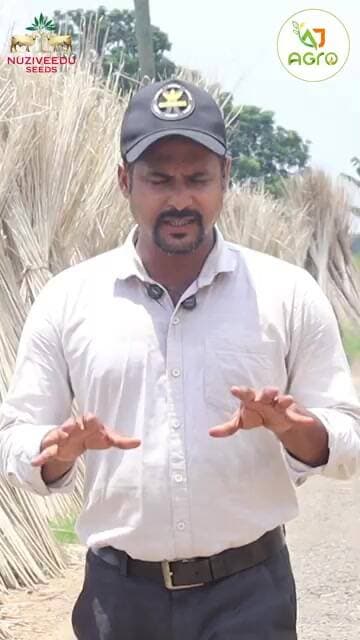 nuzividu রাজা পাট #ajagro #agriculture #রাজাপাট #nuzividu